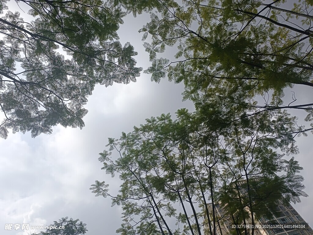 仰视葱郁树木与天空