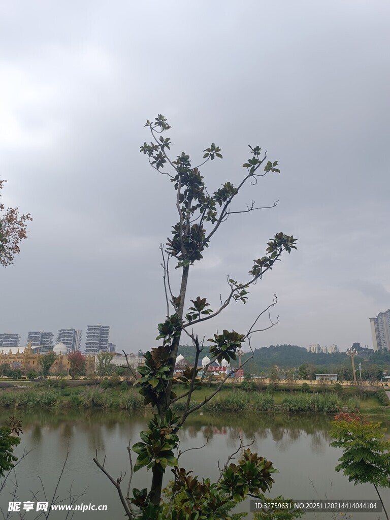 湖畔植物与远处城市景观