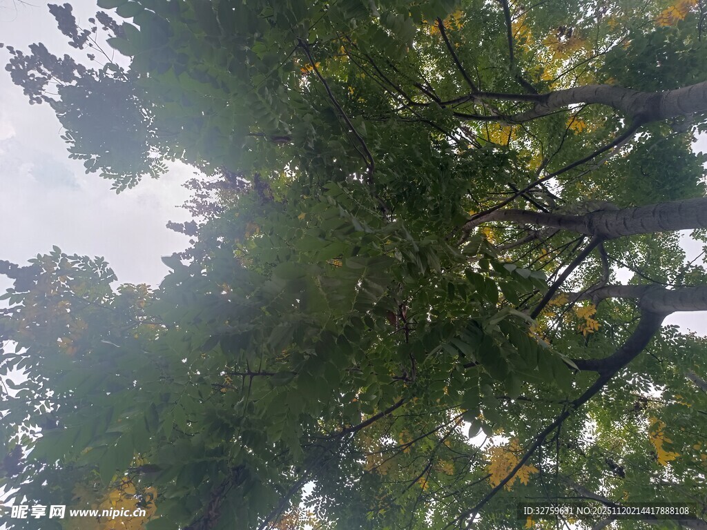 仰视繁茂绿树树冠