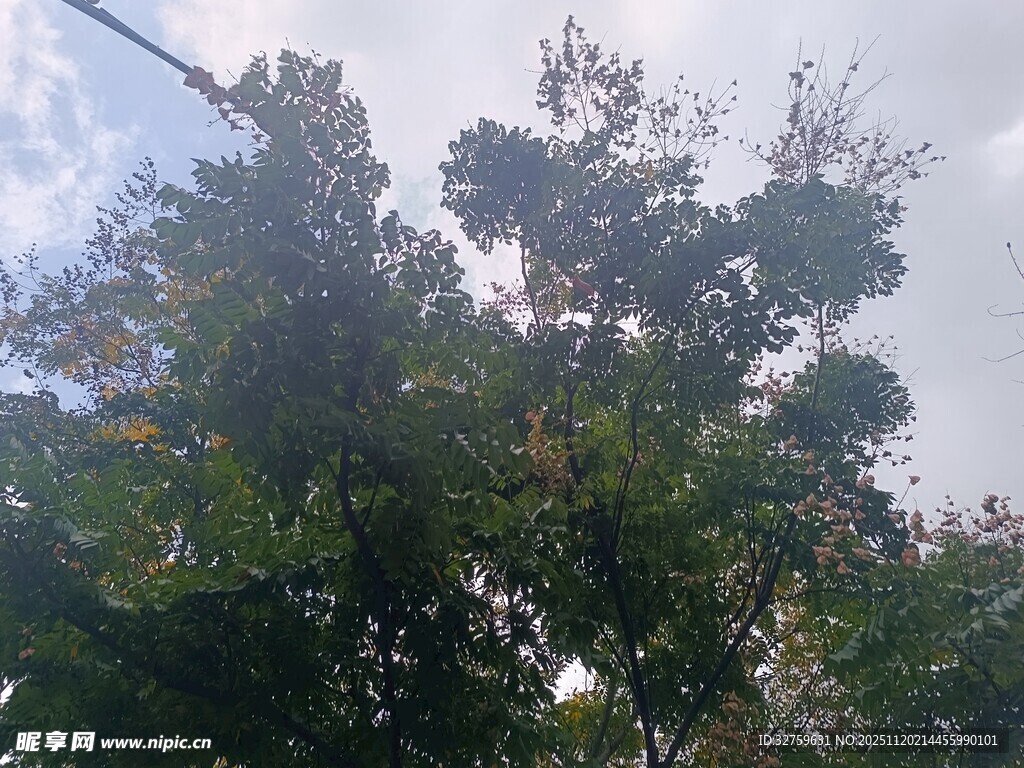 仰视繁茂绿树与天空