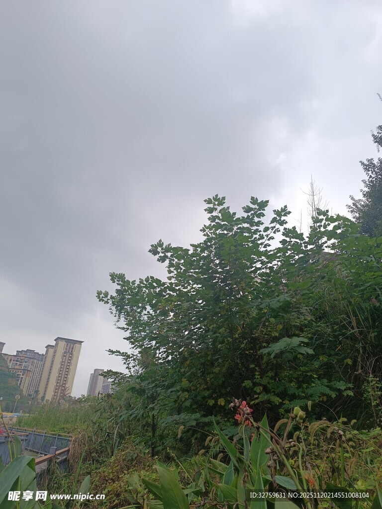 阴天绿植与远处高楼景象