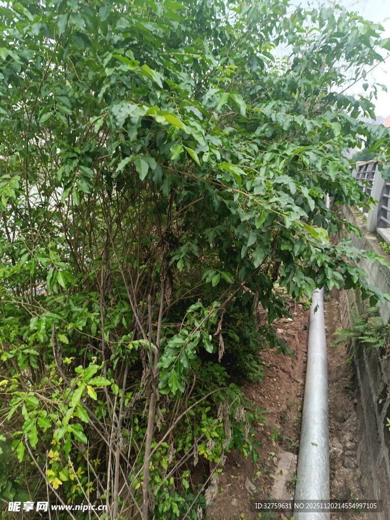 墙边繁茂绿植景观