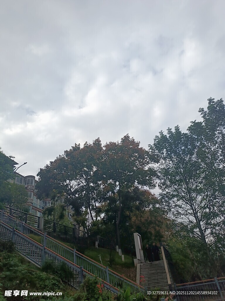 阴天树林中的阶梯景象