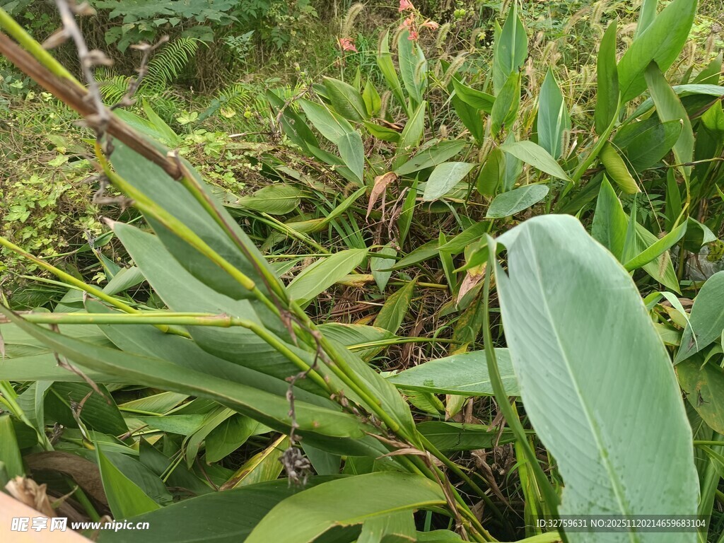 野外绿色植物特写