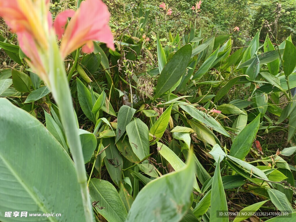 娇艳美人蕉与绿叶相伴