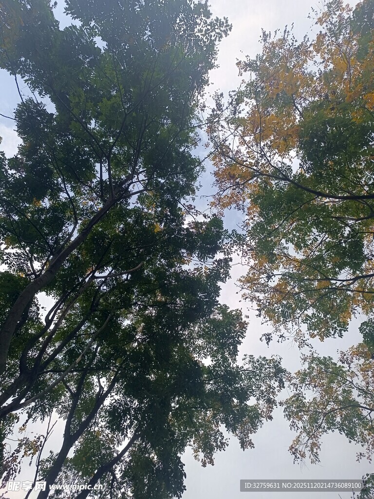 仰视茂密树林树冠景象