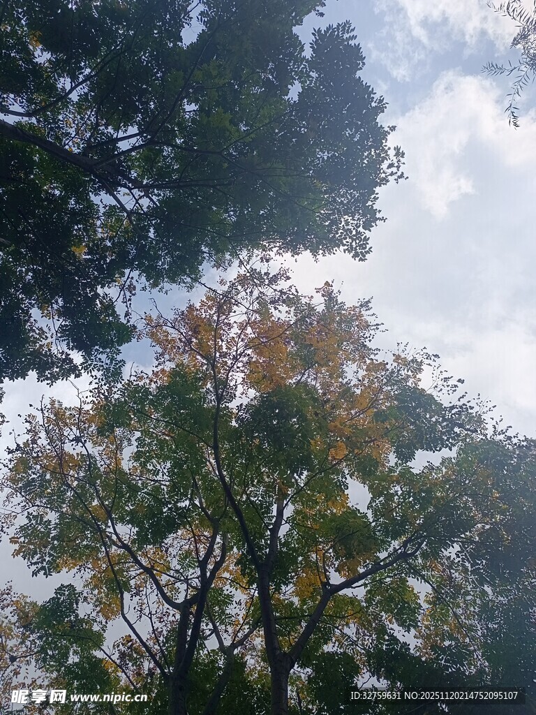 秋日树梢与天空美景