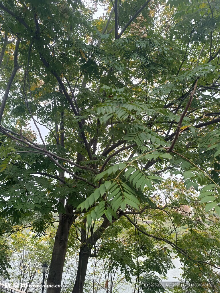 茂密树林中的繁茂绿色枝叶