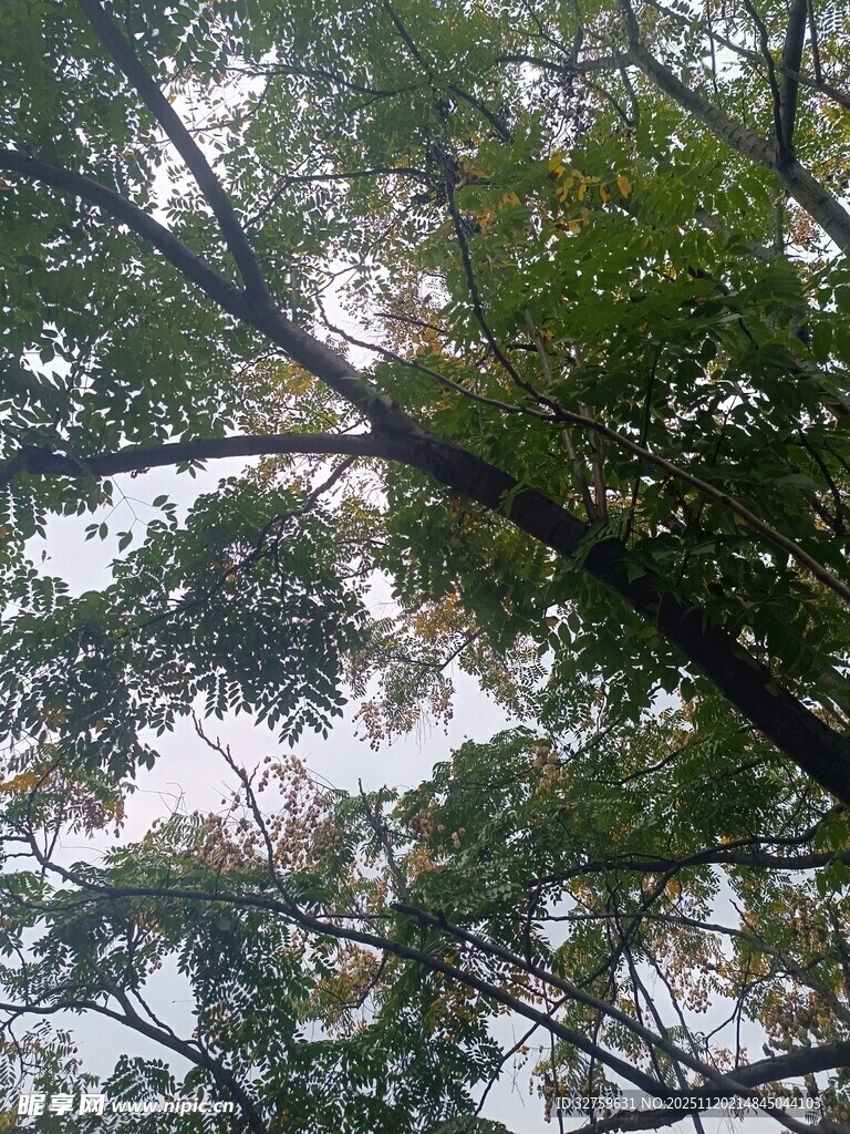 仰视视角下的繁茂绿树