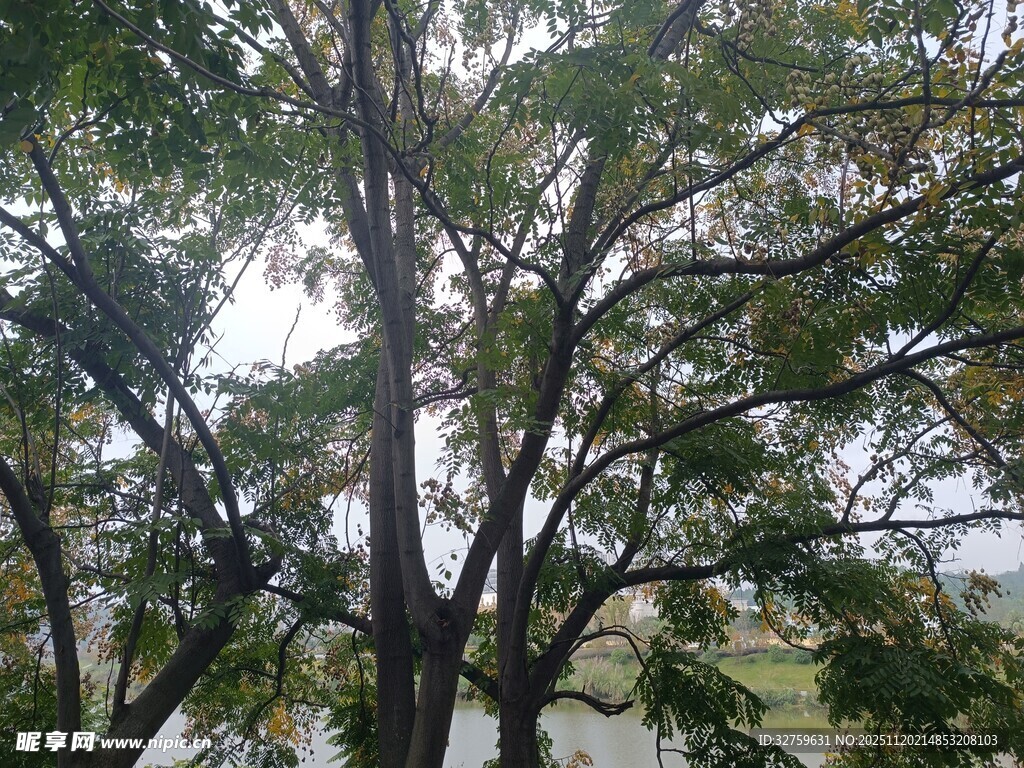 繁茂树枝下的自然景致