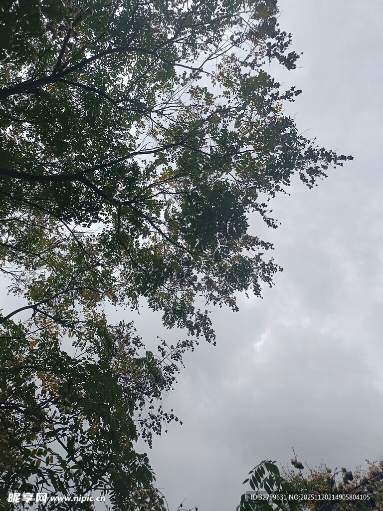 仰视树冠下的灰白天空