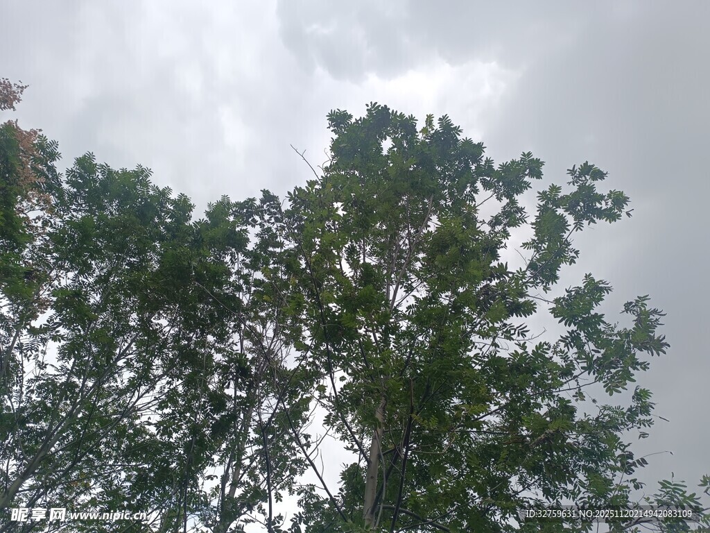 仰视树冠与阴沉天空