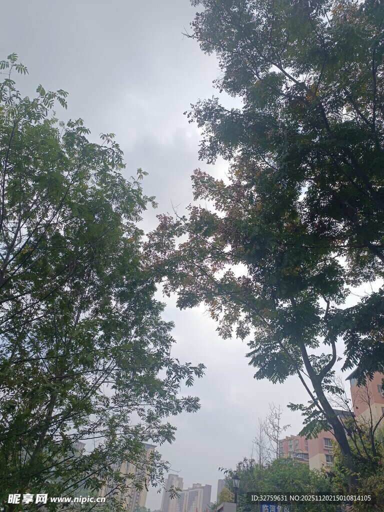 雨中繁茂树木与阴沉天空