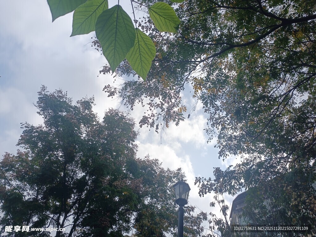 仰视林间枝叶与天空