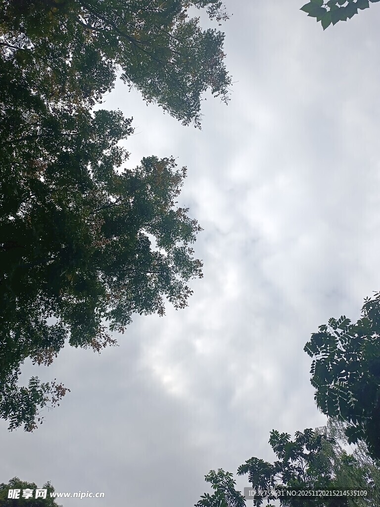 仰视树冠下的灰白天空