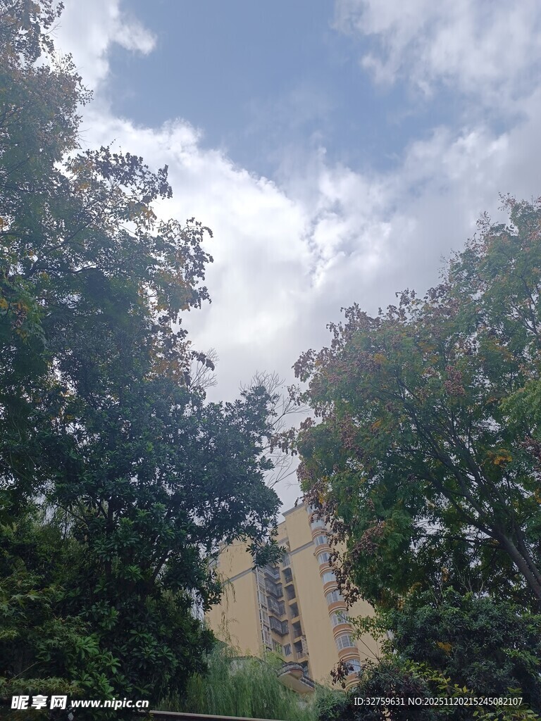 透过树木望天空与建筑