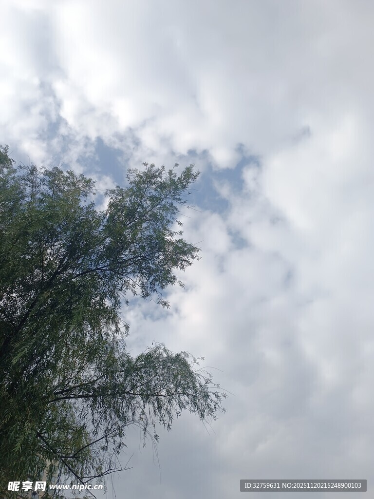 树梢之上的多云天空