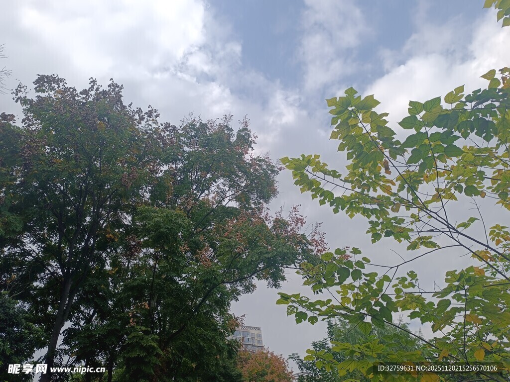 仰视绿树与天空的景致