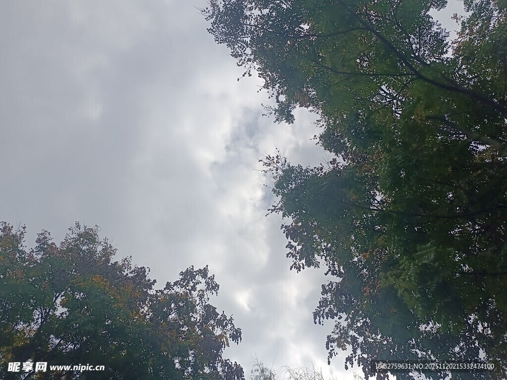 仰视树冠与天空景象