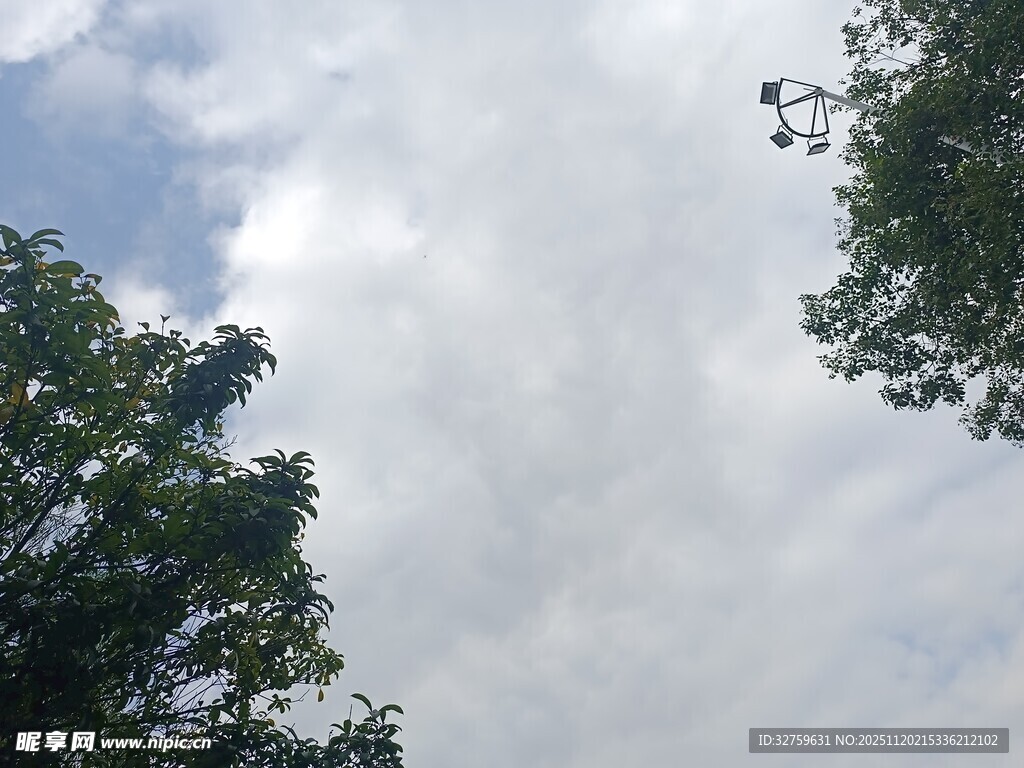 仰视绿树与蓝天白云