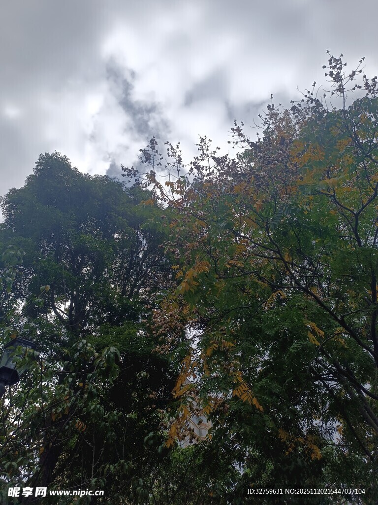 云雾缭绕中的茂密树林