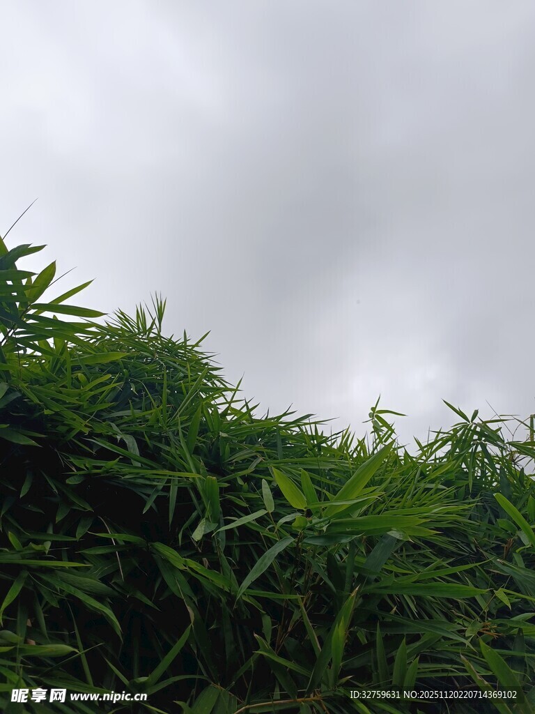 翠绿竹林与阴沉天空