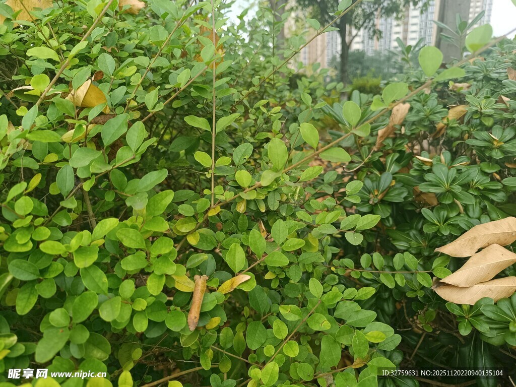 绿意盎然的灌木丛