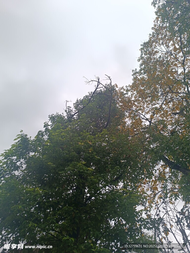 阴天中的葱郁树林