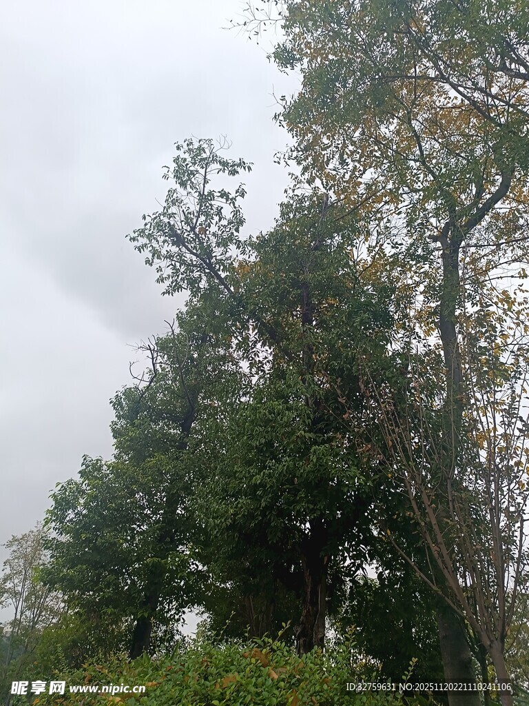 阴天中的葱郁树木