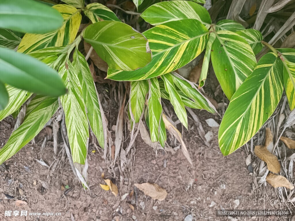 斑斓叶片的绿植特写