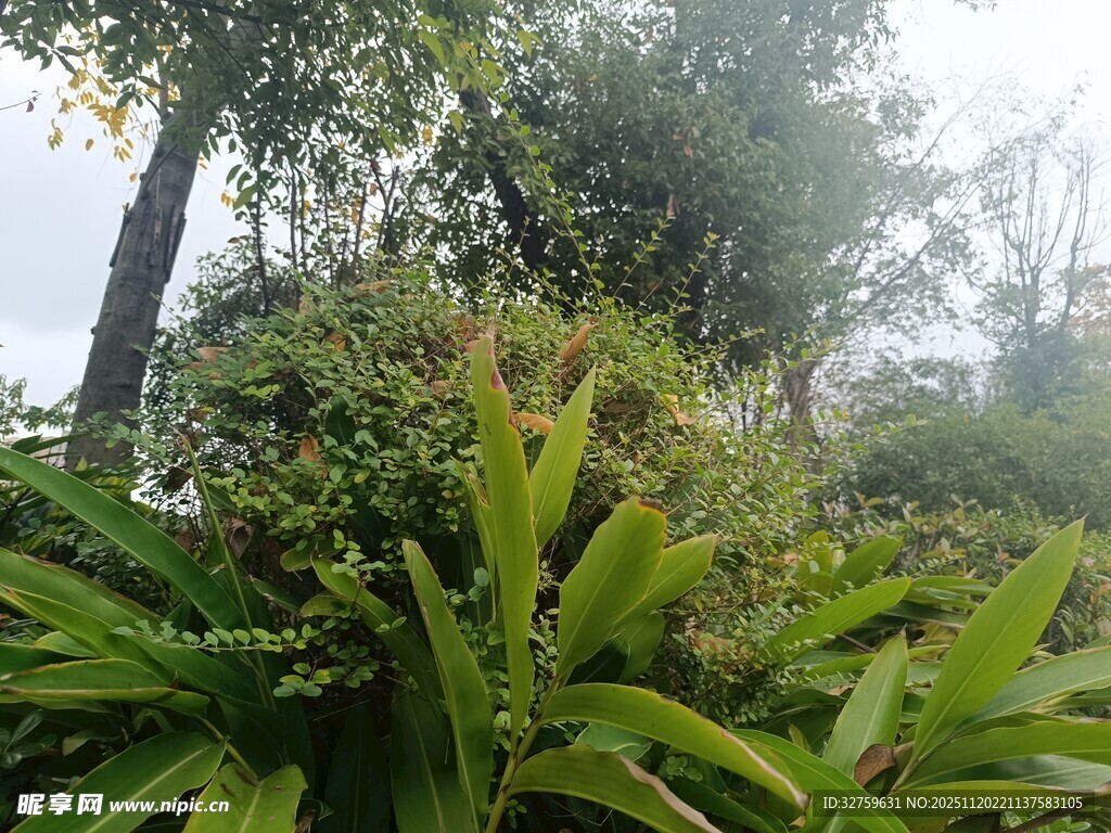 茂密丛林中的绿植景观