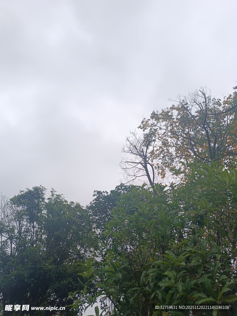 阴天中的葱郁树木