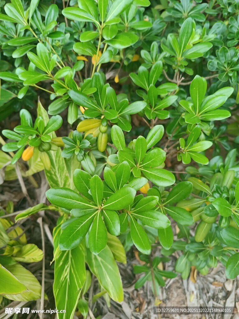 绿叶繁茂的绿色植物