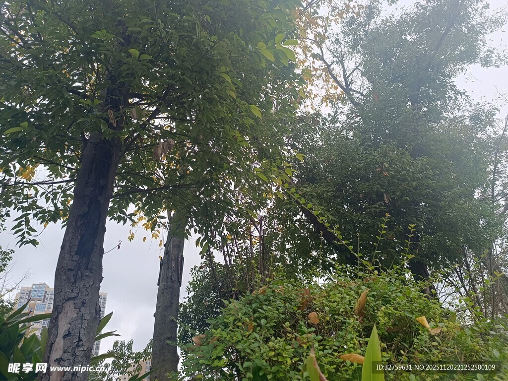 茂密树林中的自然景致