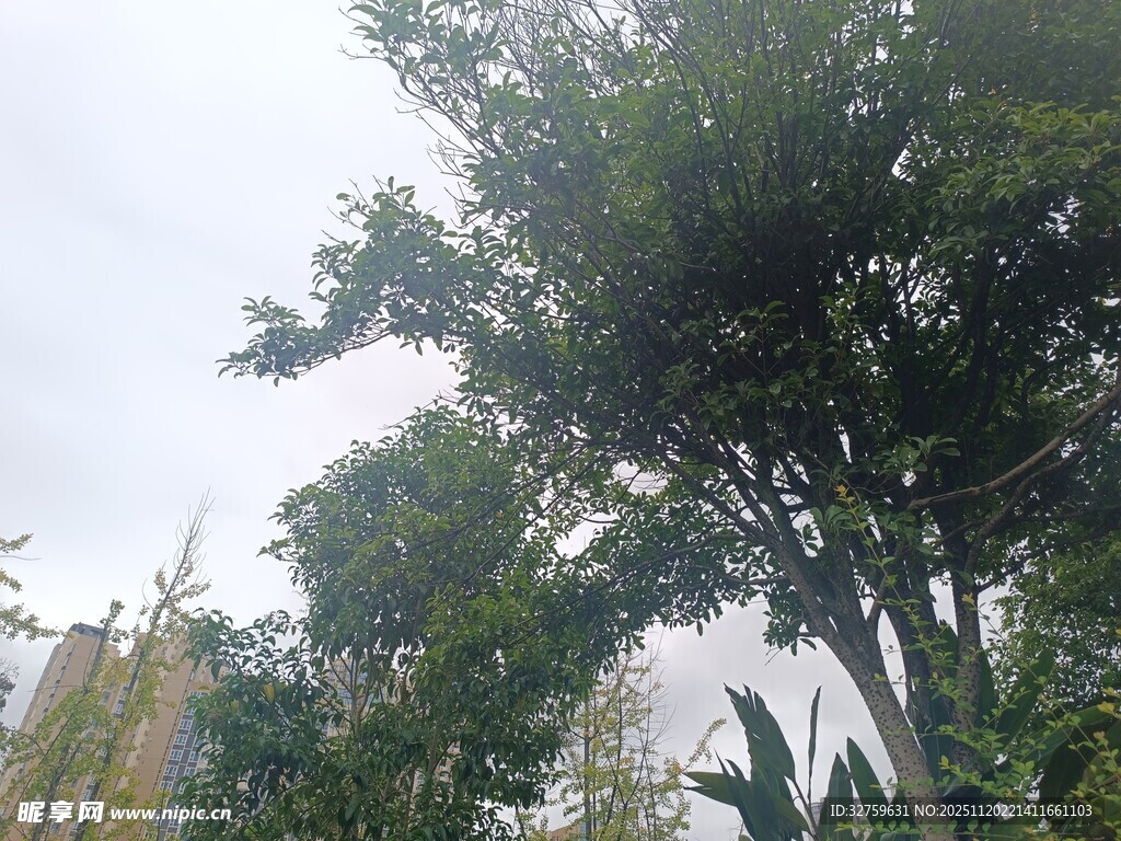 户外繁茂绿树景观