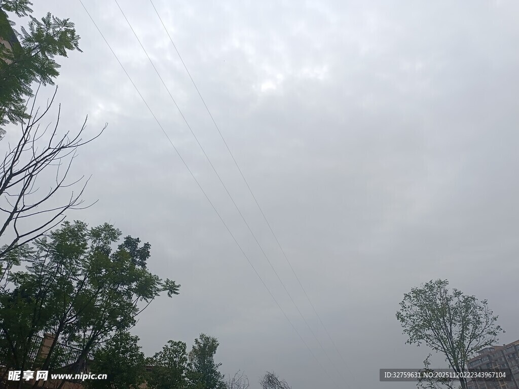阴天中的树木与朦胧景象