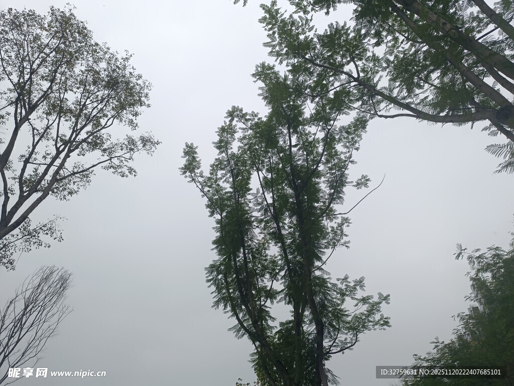 仰视视角下的繁茂树木