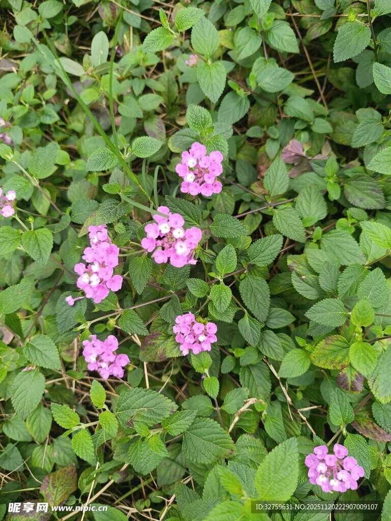 绿叶丛中的粉色小花