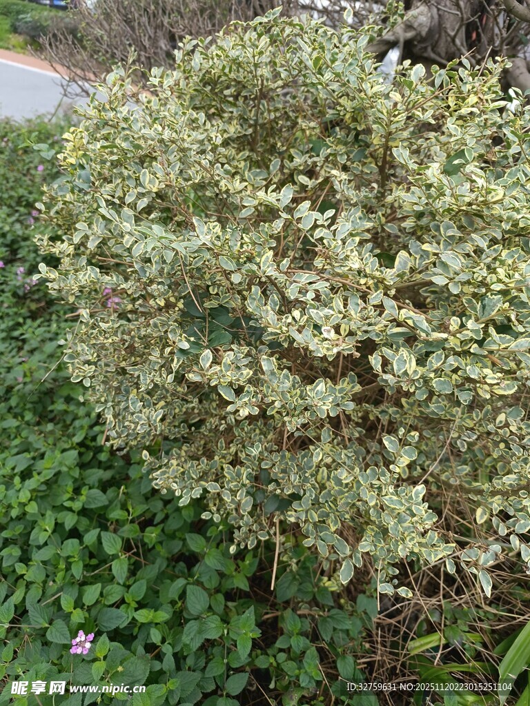 绿叶繁茂的灌木植物