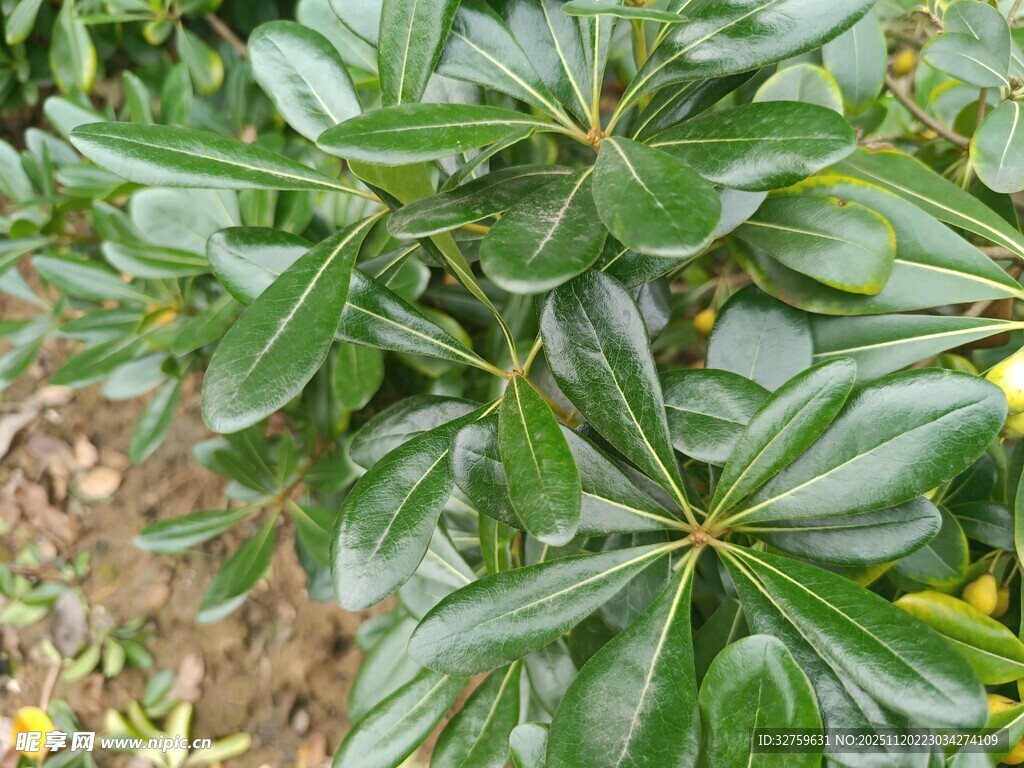 翠绿叶片的植物特写