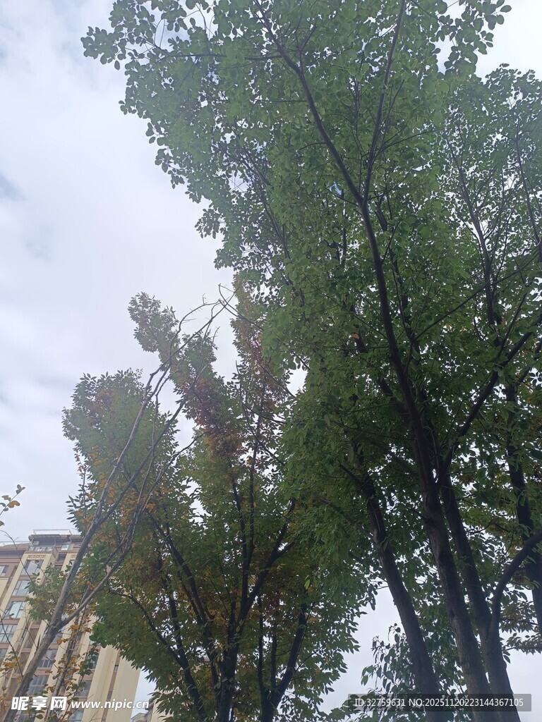 秋日街道旁的葱郁树木