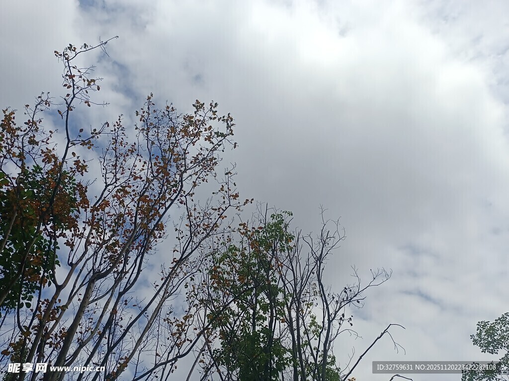 树梢之上的多云天空