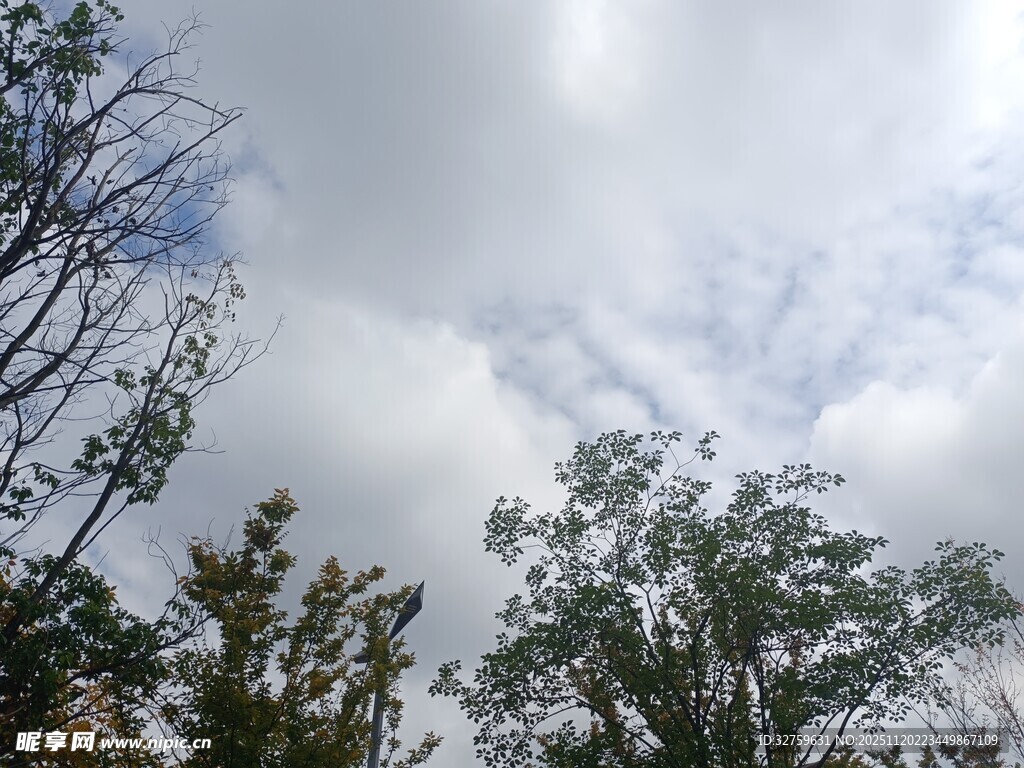 仰观树木与天空美景