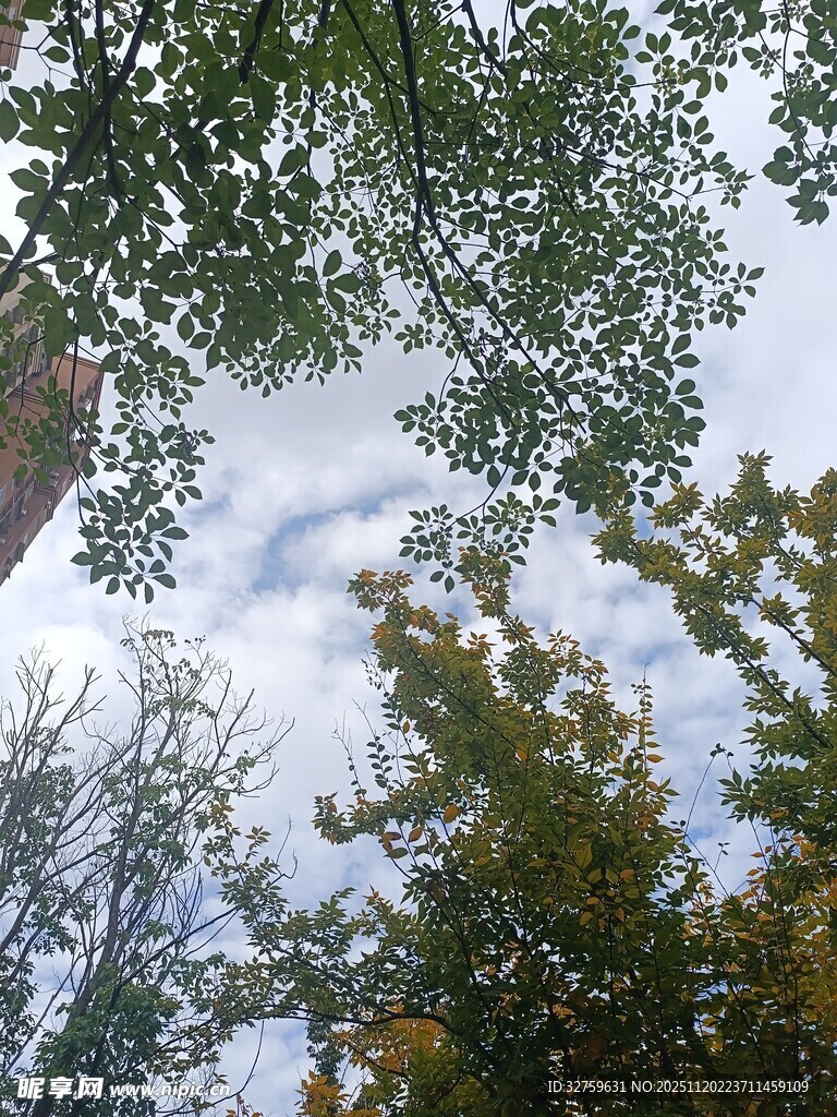 仰视秋日树林天空美景