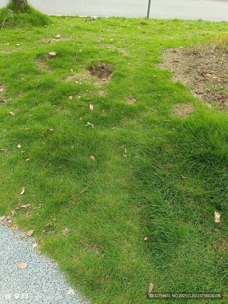 路边草地的斑秃景象
