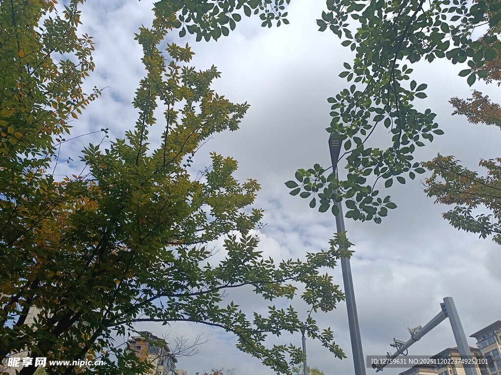 仰视绿树与天空的景致