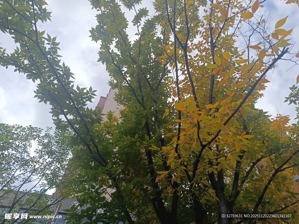 秋日多彩树木景观