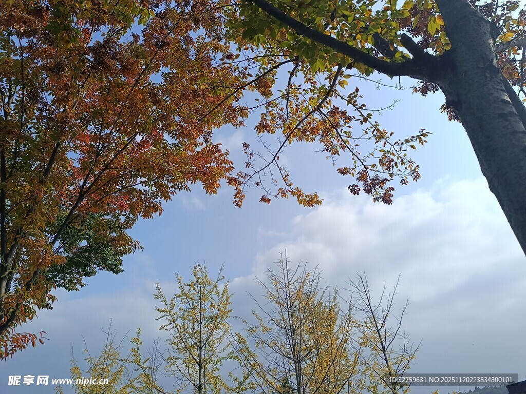 秋日树梢与蓝天美景