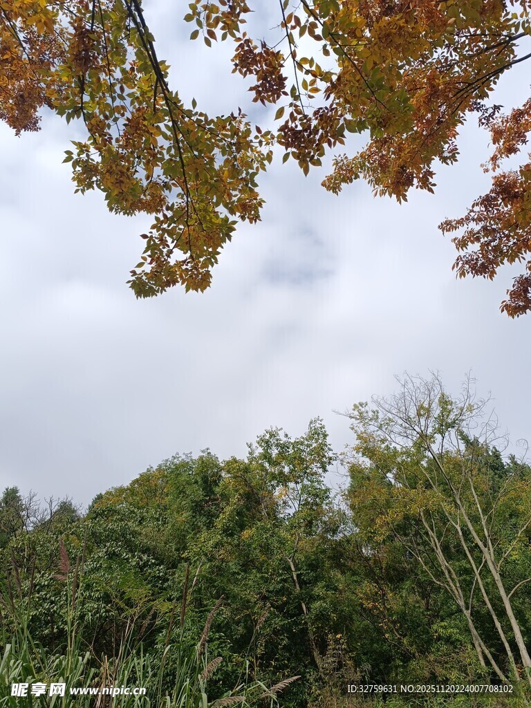 秋日林间树梢景致