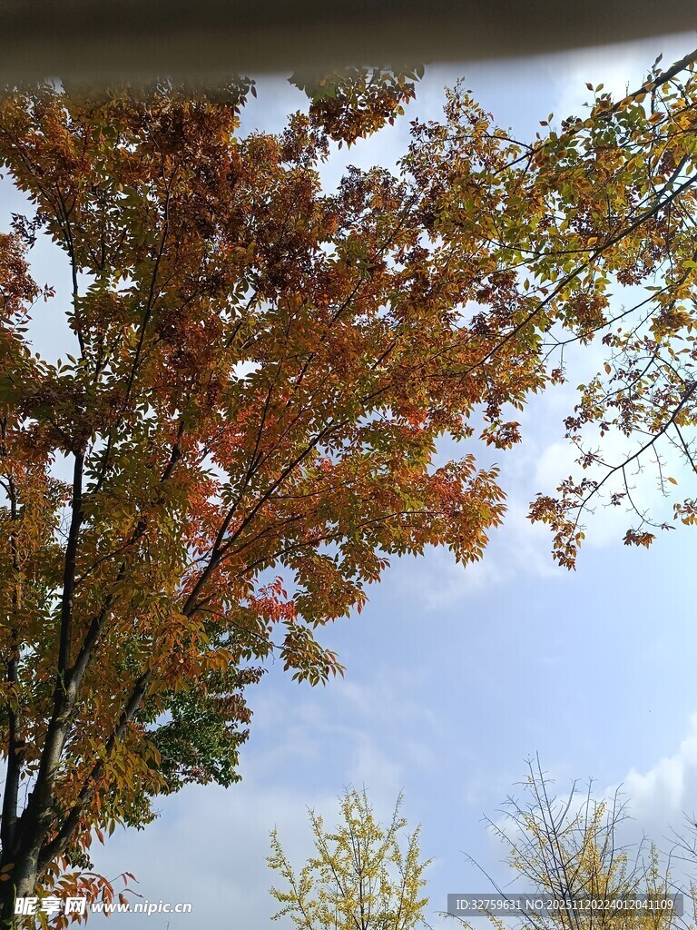 秋日斑斓树叶映蓝天